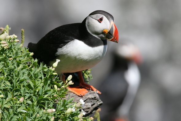 Puffins