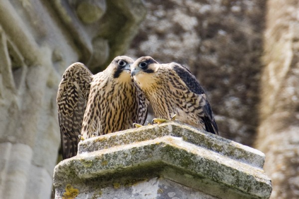 Peregrines at Chichester