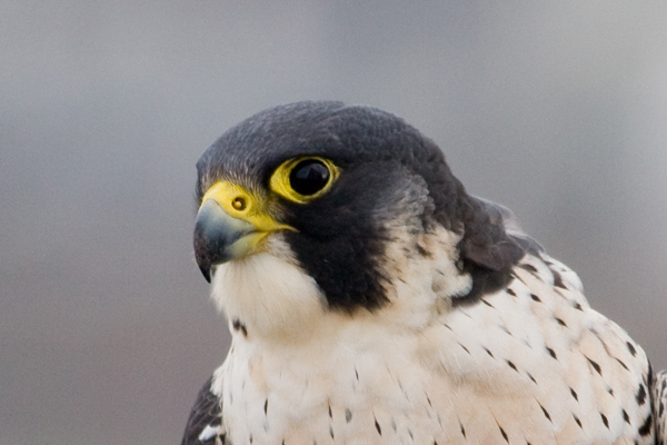 Peregrine