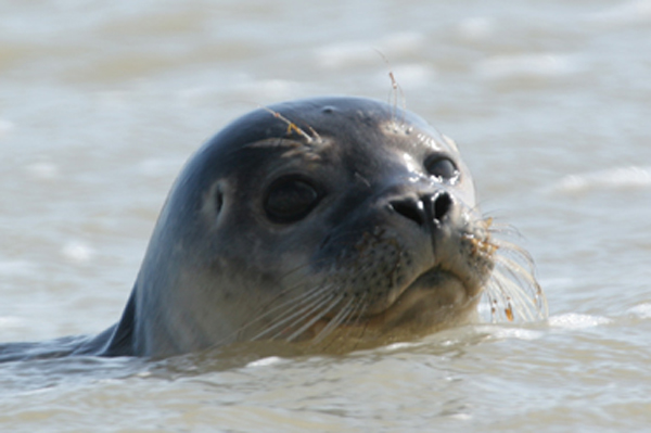 Seal on Worthing Beach